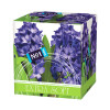 Bella NO1 papírové kapesníky (hyacint) box, 80 ks